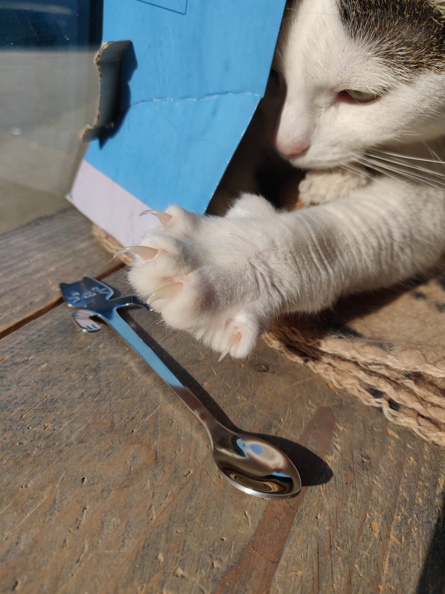 Kattenlepeltje