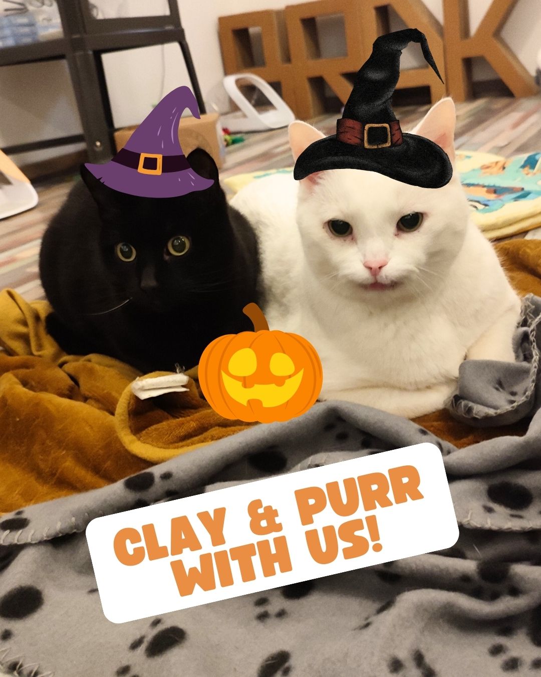 CATS & CLAY: Halloween Edition - 21 October - 19:00-21:00