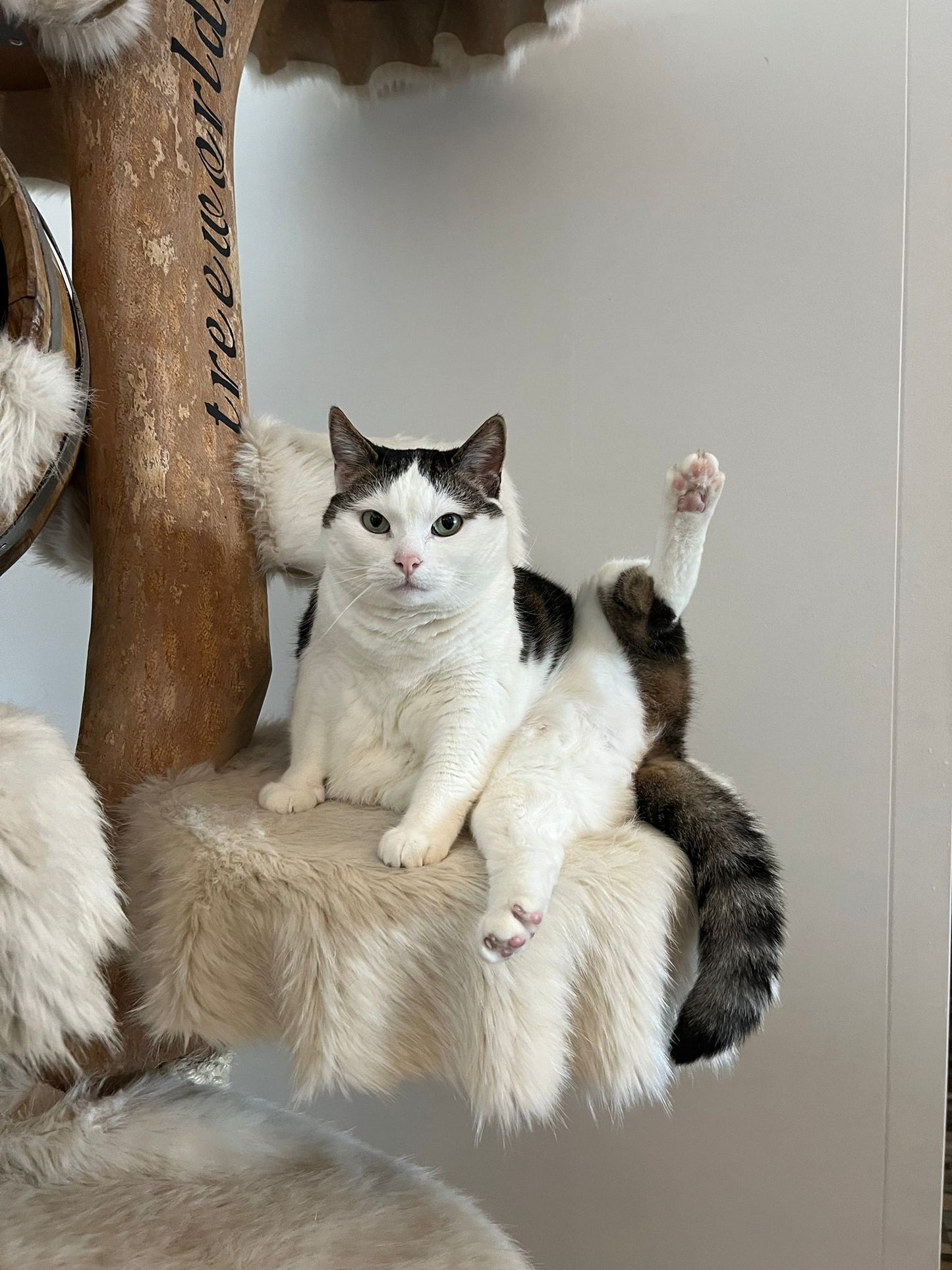 Kattenyoga / Cat Yoga - Vrijdag 31 juli