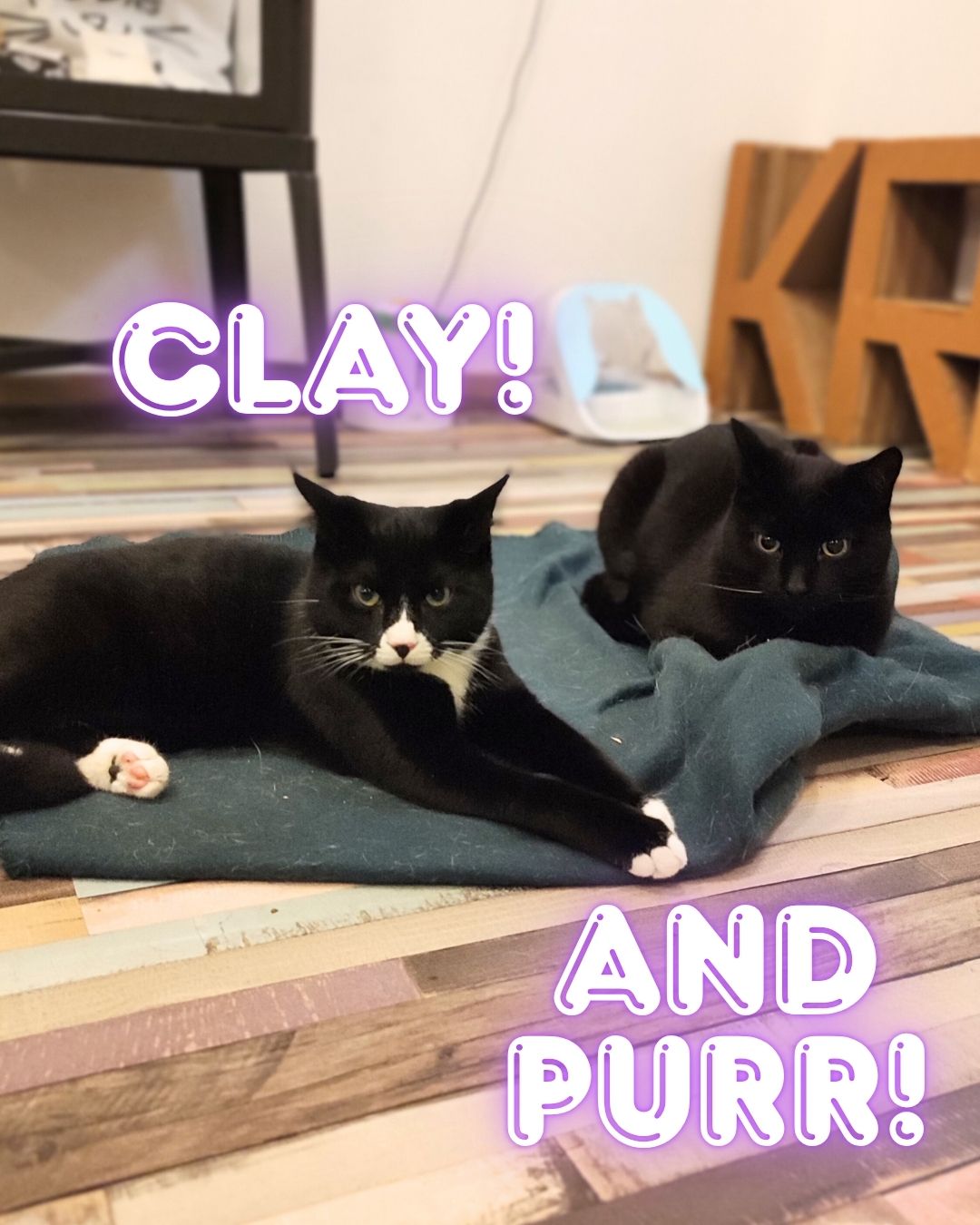 CATS & CLAY - 23 January - 19:00-21:00