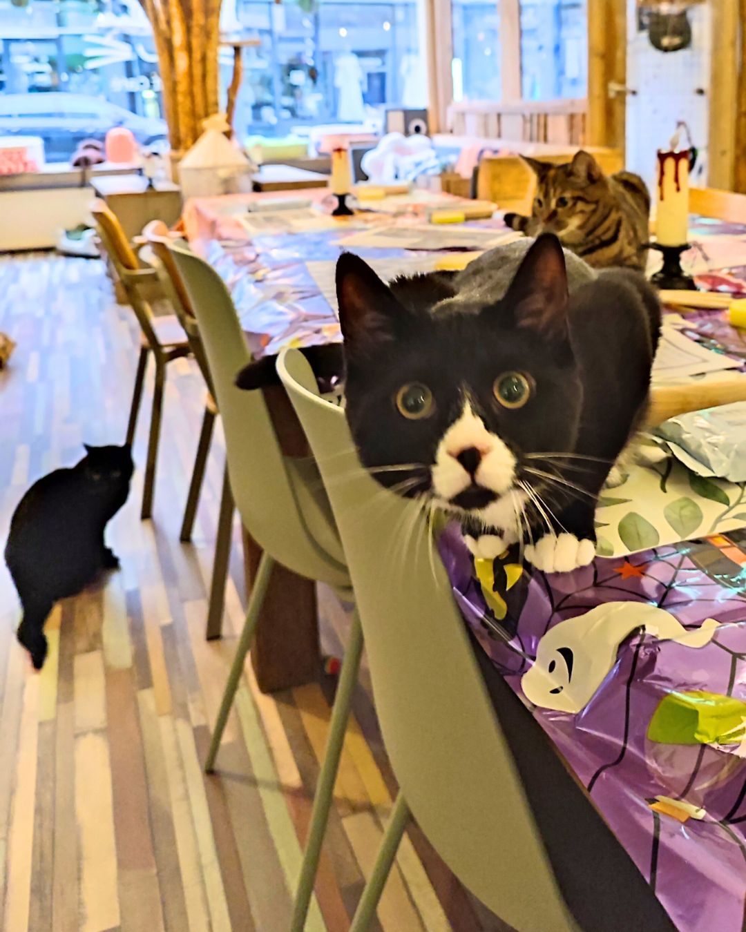 CATS & CLAY - 23 January - 19:00-21:00