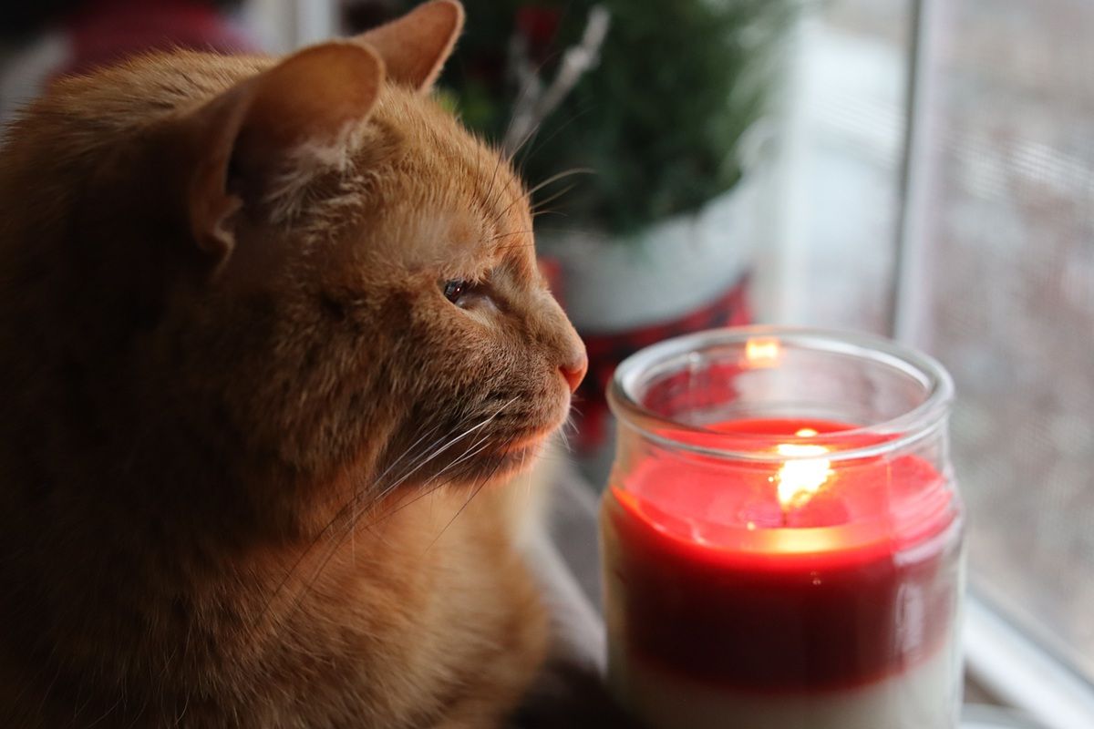 CATS & CANDLES: Workshop Kaarsen Maken - 4 augustus 2026