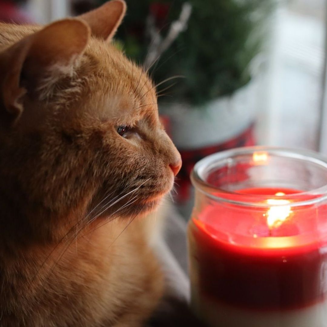 CATS & CANDLES: Halloween Candle Making Workshop 🐱🎃🕯️