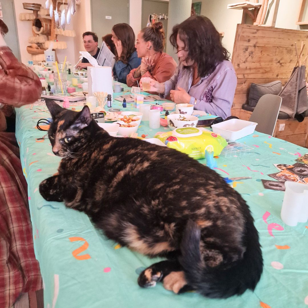 CATS & CANDLES: Halloween Candle Making Workshop 🐱🎃🕯️
