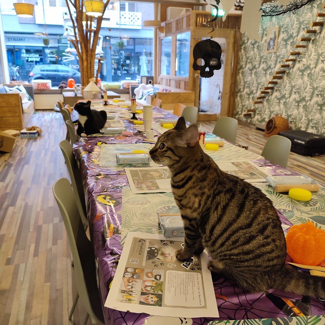 CATS & CANDLES: Halloween Candle Making Workshop 🐱🎃🕯️