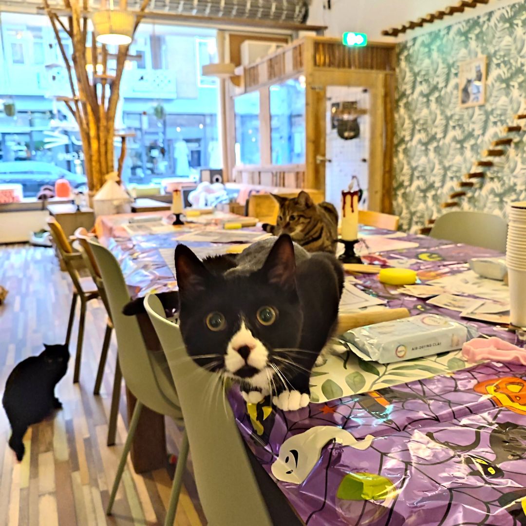 CATS & CANDLES: Halloween Candle Making Workshop 🐱🎃🕯️